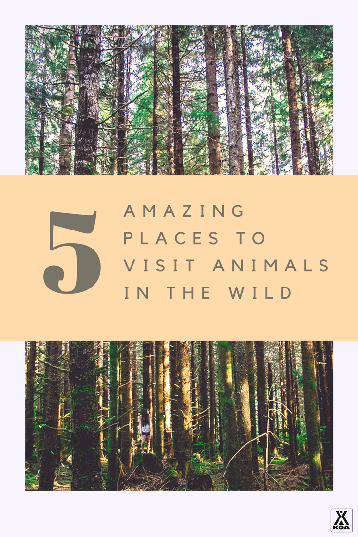 Visit these amazing places to view wildlife.