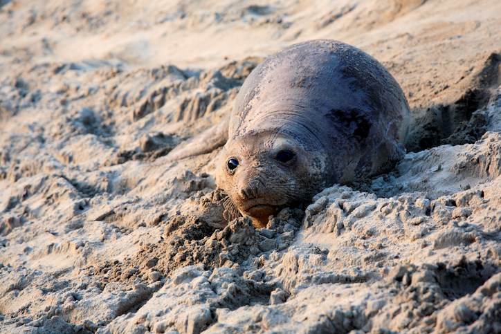 Baby elephant seal, in Año Nuevo State Park