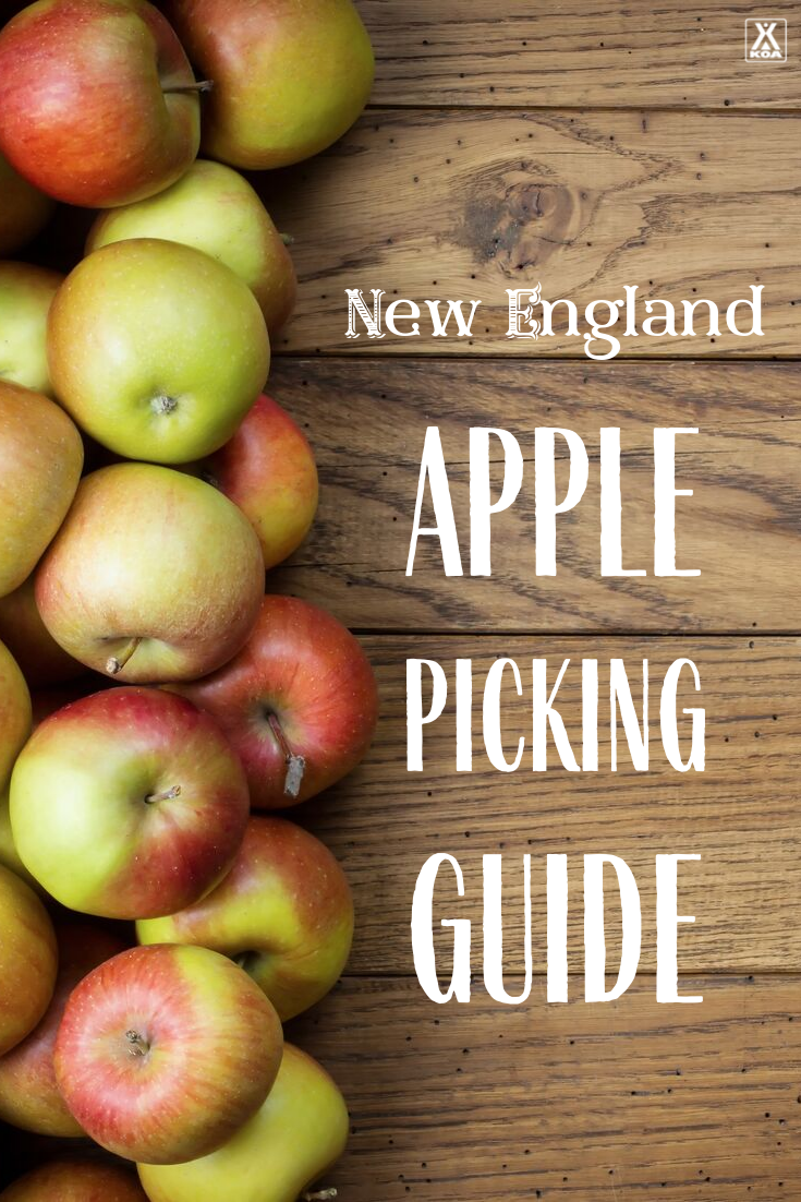 Early McIntosh - New England Apples