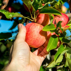 Your Guide to Apple Picking Season in New England Image