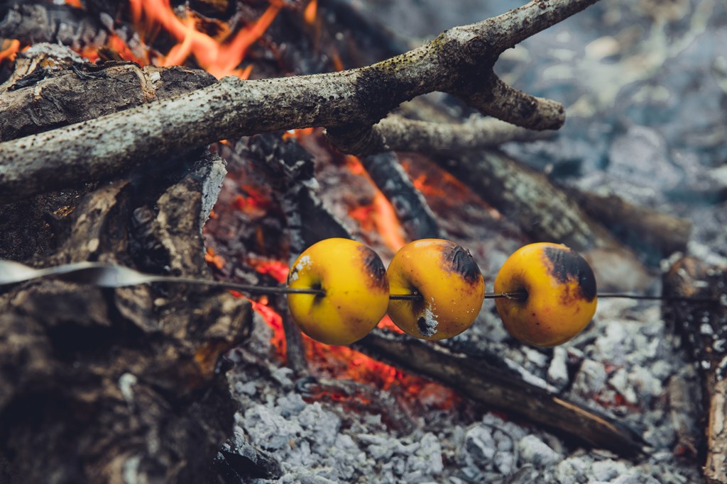 Three apples on a stick roasting over the coals of a campfire.