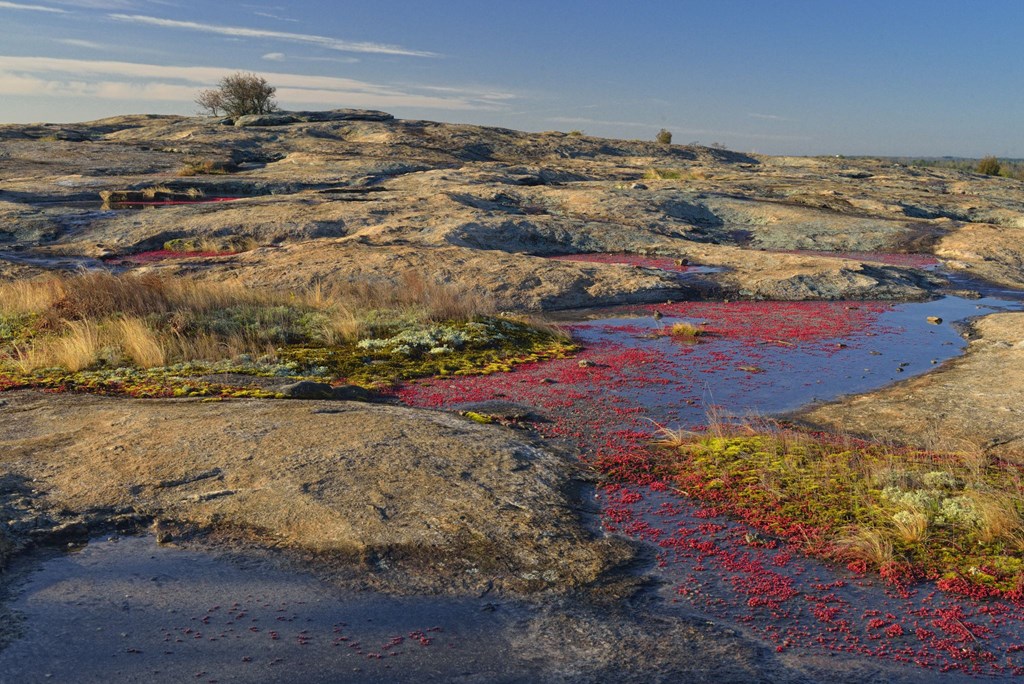Rocky hill with shallow pools throughout at Arabia Mountain National Heritage Area in Georgia. 