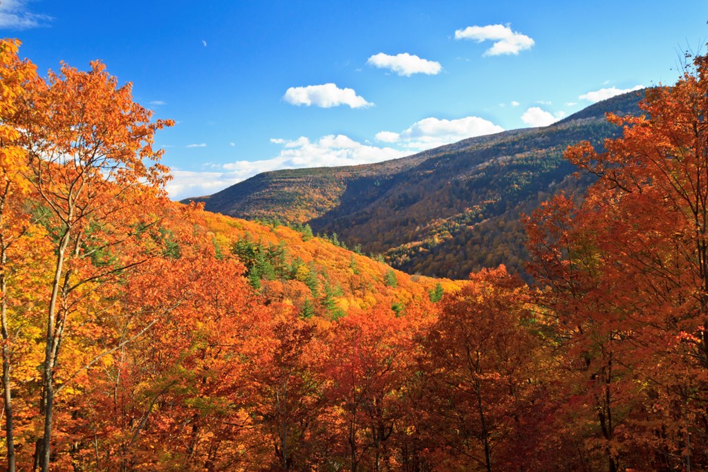 Colorful autumn foliage in Kaaterskill Clove in the Catskills Mountains of New York.