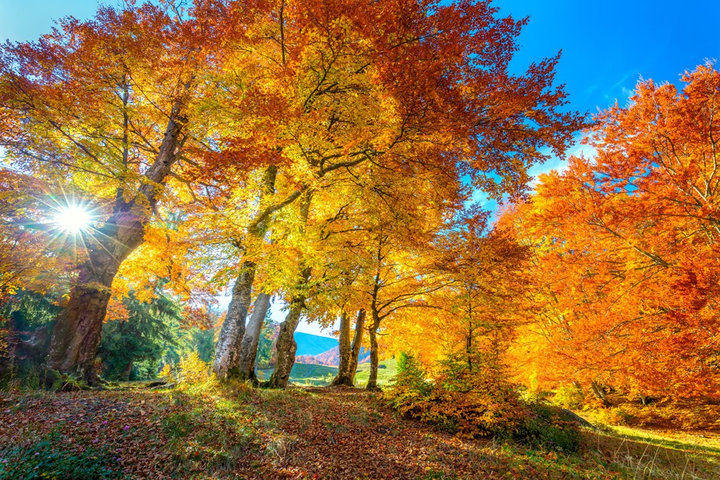 Golden Autumn season in forest - vibrant leaves on trees, sunny weather and nobody, real fall nature landscape