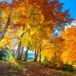 The Ultimate Leaf Peeping Guide Image