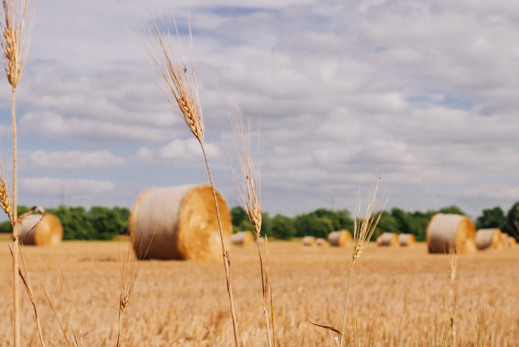 Round hay bales in a wheat field sets the landscape for The Scarecrow, a short spooky ghost story for kids