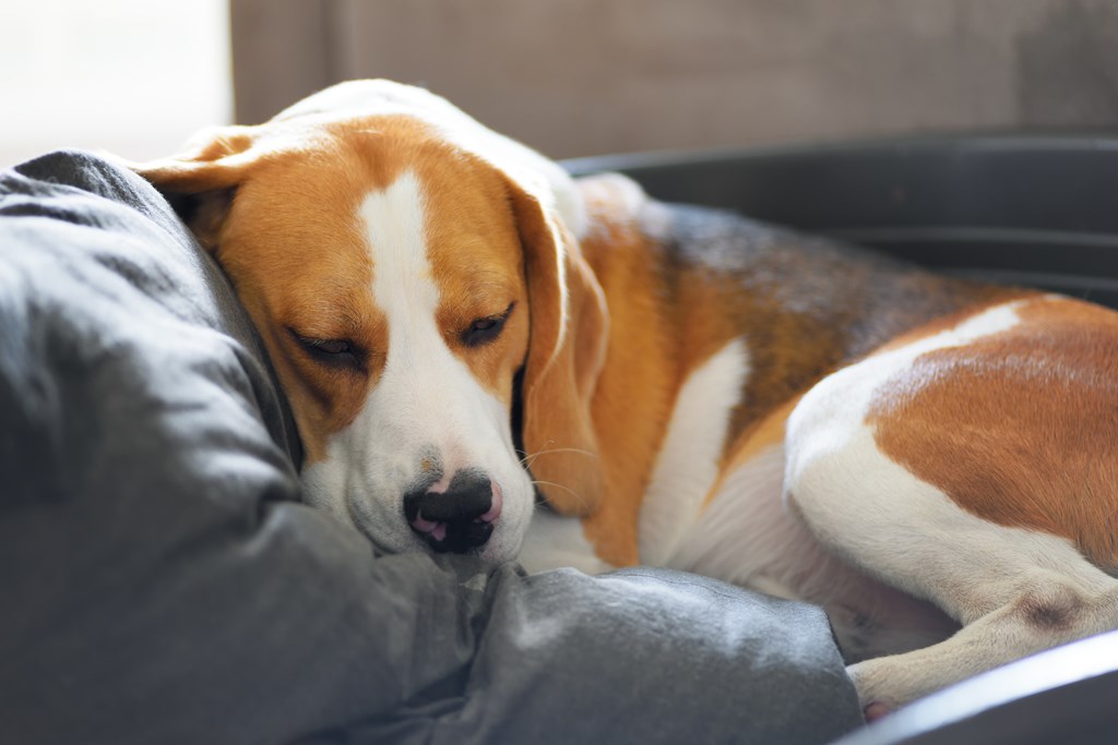 Close-up view of beagle dog sleeping on the pillow in dog bed.