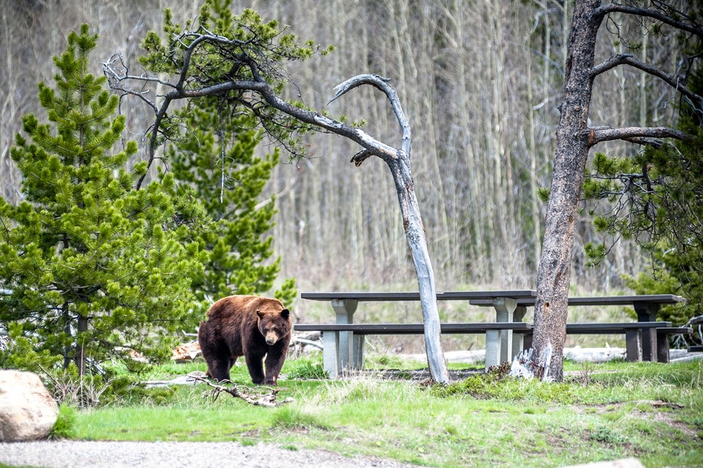 A grizzly bear ambles through a campground near some picnic tables.
