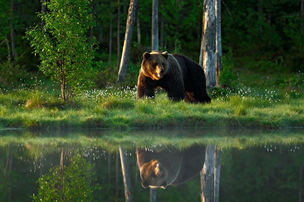 A grizzly bear in green grass near the water helps set the scene for a short spooky story for kids