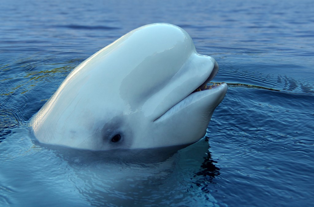 White beluga whale peaking head out of the calm water.