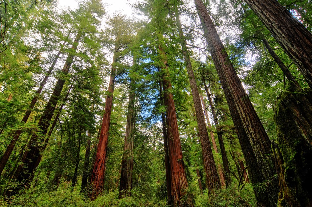 Sequoia trees in Big Basin Redwoods State Park.