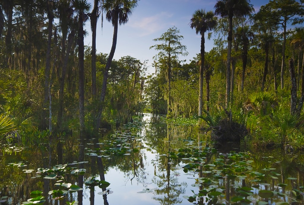 View of dense cypress trees and a wet swamp.