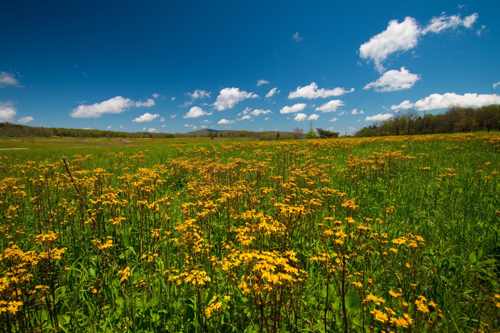 Yellow wildflowers under a blue sky in Big Meadow, Shenandoah National Park.
