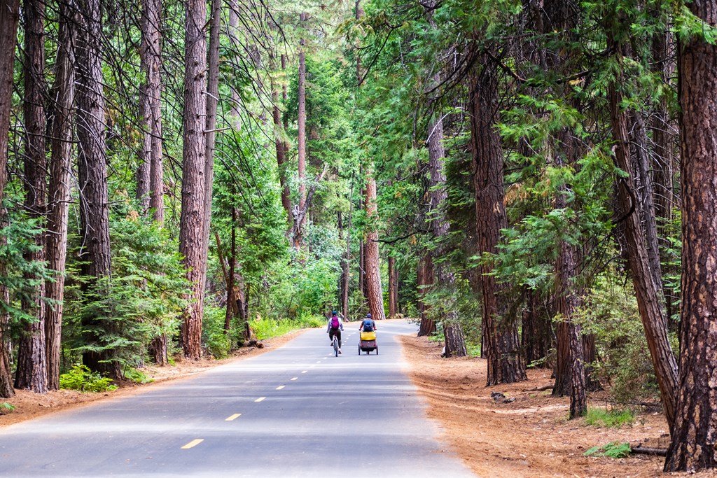 Paved road closed to public traffic, going through an evergreen forest in Yosemite Valley; Yosemite National Park, Sierra Nevada mountains, California.