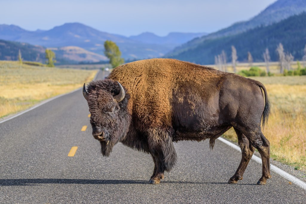 A large male bison is blocking the road in Yellowstone National Park.