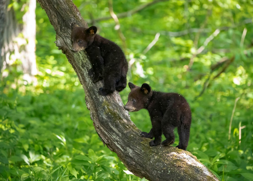 Black bear cubs playing on a tree in Cade's Cove in the Smoky Mountains of Tennessee.