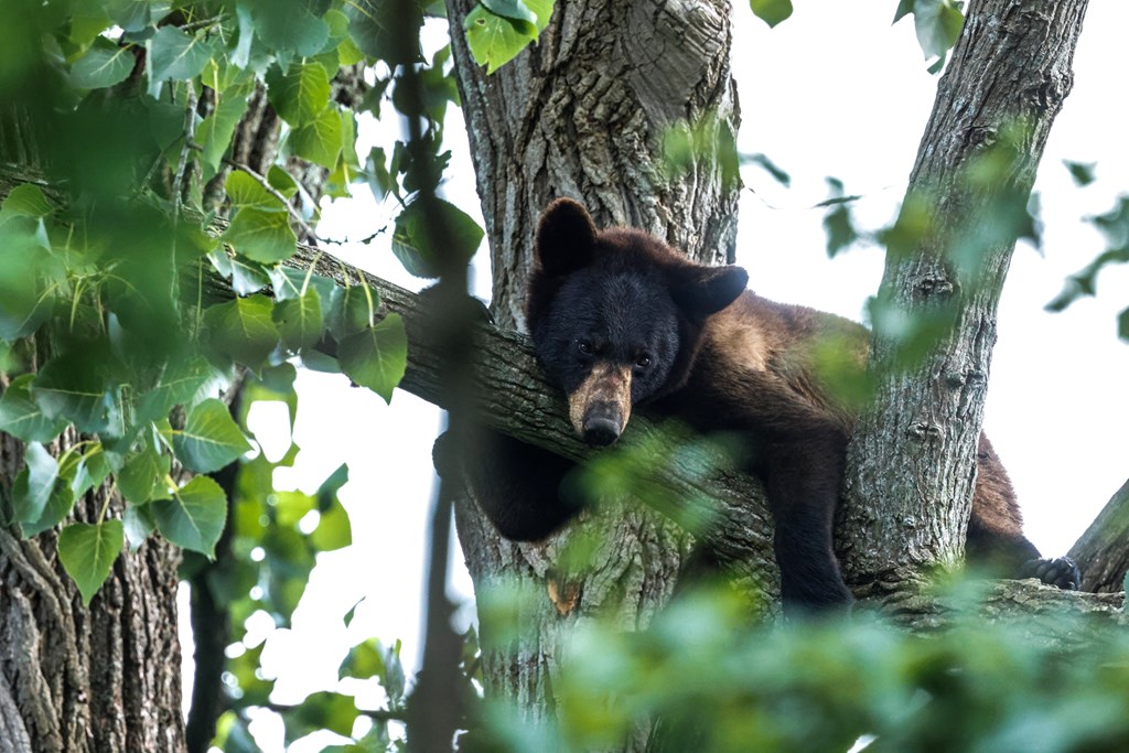 A closeup of the American black bear laying on tree branch. 