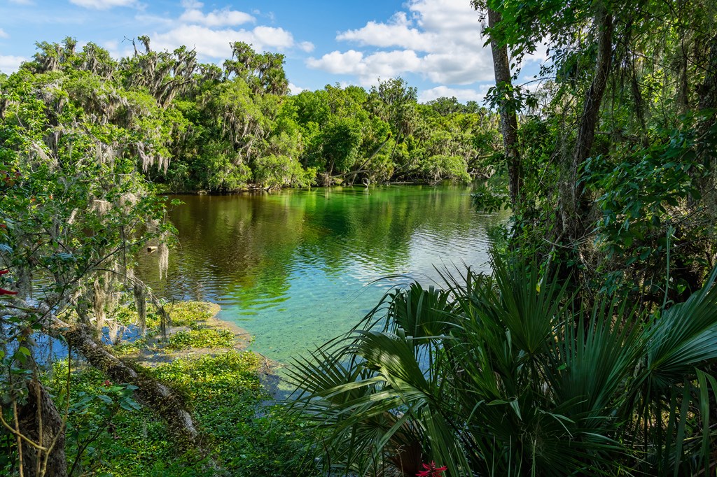 Blue Spring State Park. Wintering place manotee. View of the river with warm thermal water, rich natural beauty, rich history and a wonderful amount of wildlife.