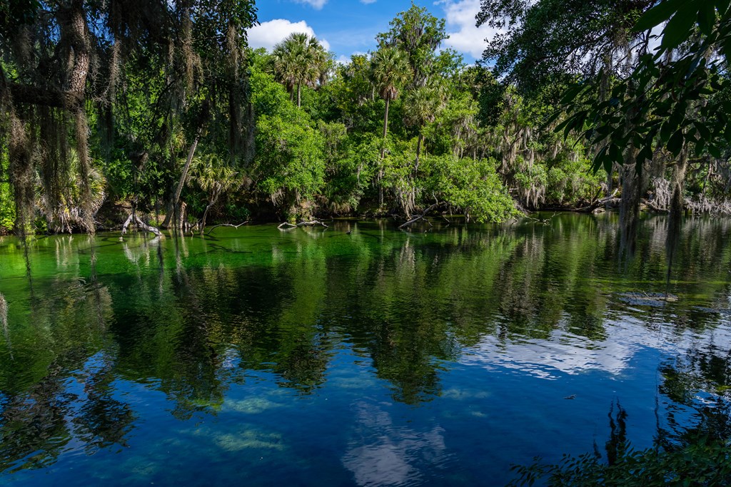 Clear water and sunlit Florida forest in Blue Spring State Park. View of the river with warm thermal water, rich natural beauty, rich history and wonderful amount of wildlife.