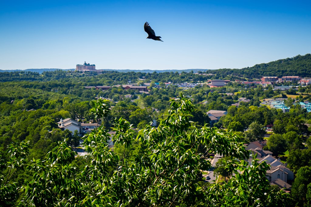 A crow flies above Branson, Missouri.