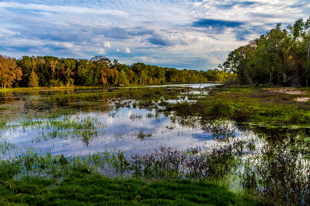 Reflections on Colorful Creekfield Lake, with Interesting Cloud Formations, Fall Colors, Trees, and Grasses. Home to Ducks, Alligators and a Multitude of Wildlife. Brazos Bend State Park, Texas.