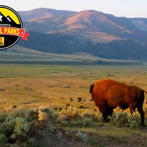 Dream Vacation Where the Buffalo Roam Image