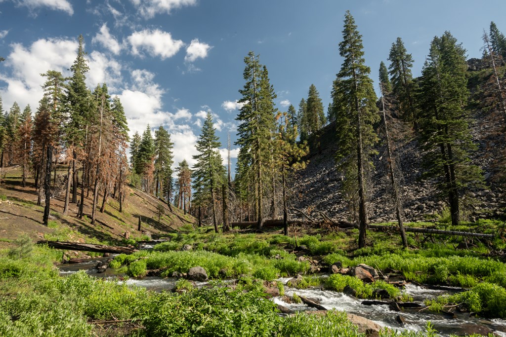 Bright green grasses grow along Butte Creek as it exits Butte Lake in Lassen Volcanic National Park.`