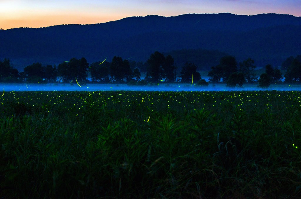Synchronized fireflies light up the fields throughout Cades Cove in the Great Smoky Mountains National Park.