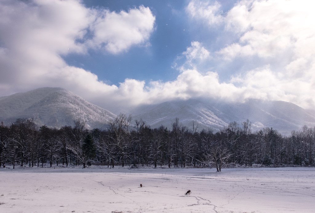 Deer graze in Cades Cove early in the morning after a night of heavy snow.
