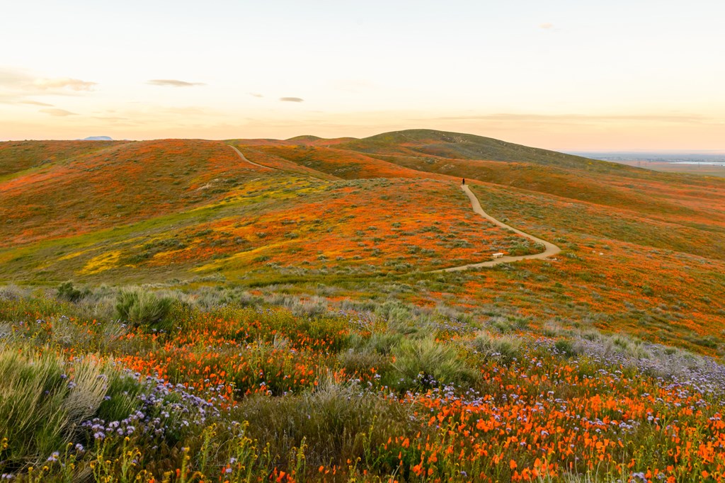 Wildflowers at Antelope Valley California Poppy Reserve super bloom 2019