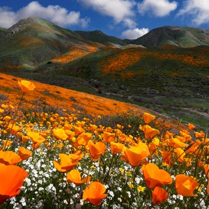 Guide to Visiting the California Super Bloom Image