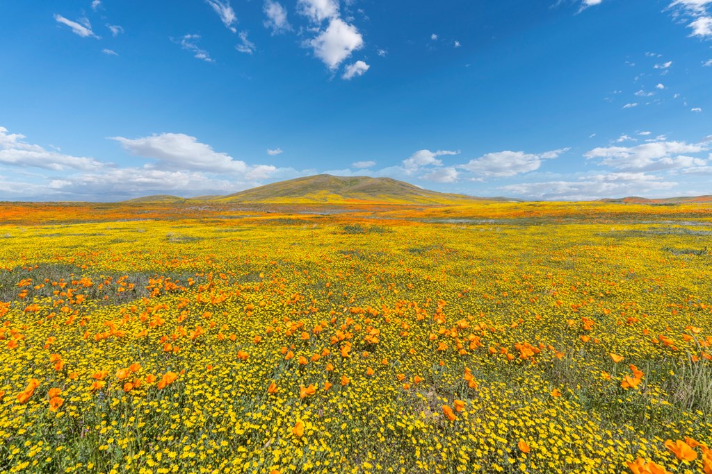 California wildflower super bloom landscape near Lancaster in northern Los Angeles County.