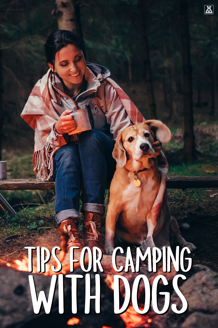 Whether you’re new to camping with your dog or you’ve been doing it semi-regularly, here are some pro tips for a hassle-free camping trip with your pooch.