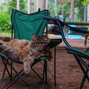 5 Tips for Camping with Cats (and Avoiding Any Cat-Astrophes!) Image