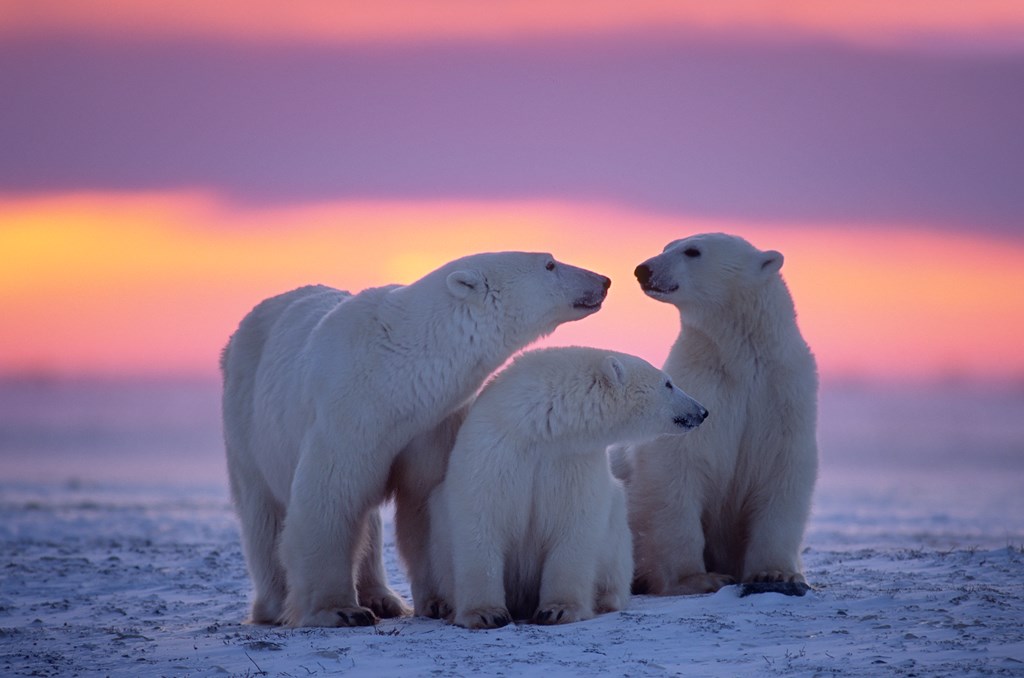 Polar bear family of three in Canadian Arctic sunset.