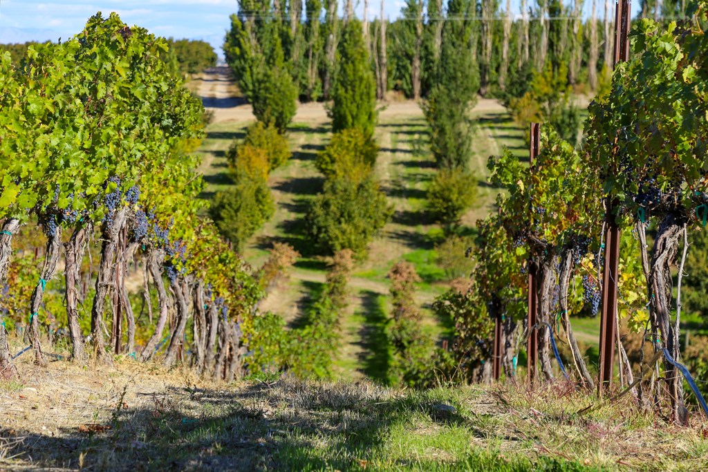 A vineyard with rows of vines in Snake River Valley American Viticultural Area in Canyon County, Idaho