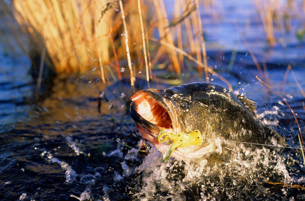 3 Ways To CATCH Big Bass In The Spring!