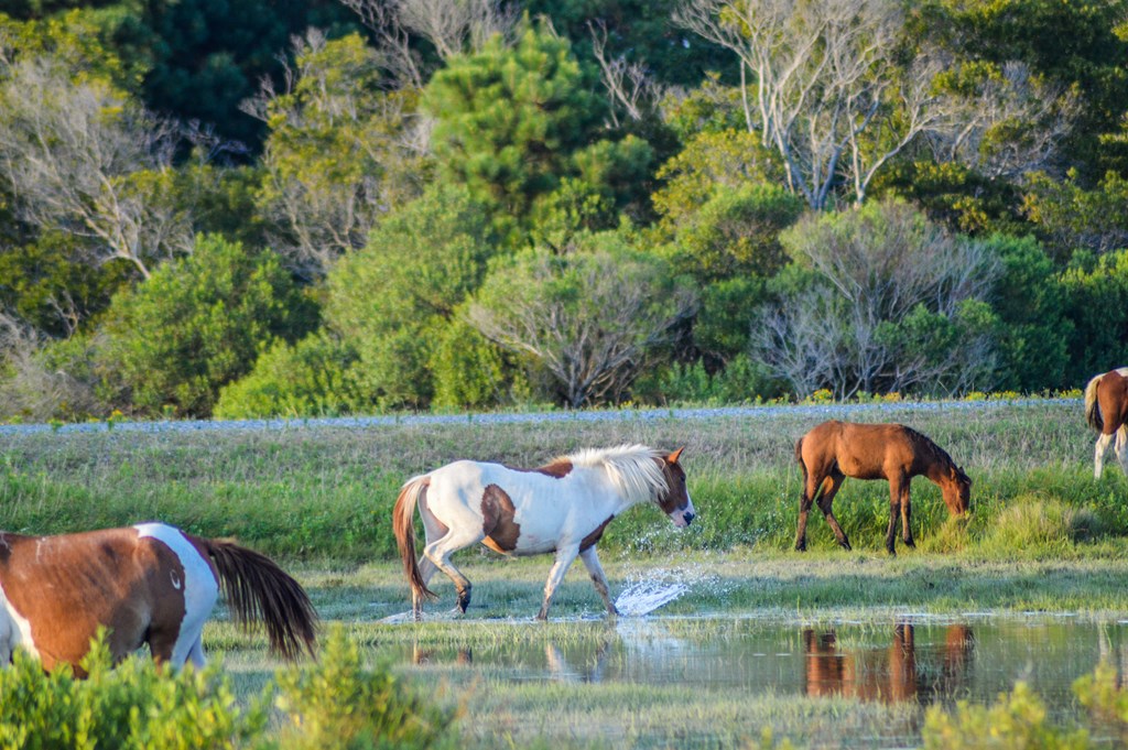 A herd of wild Ponies grazing and splashing.