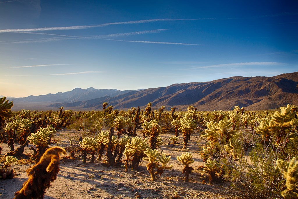 Cholla Cactus Garden in the early morning light. Joshua Tree National Park, California