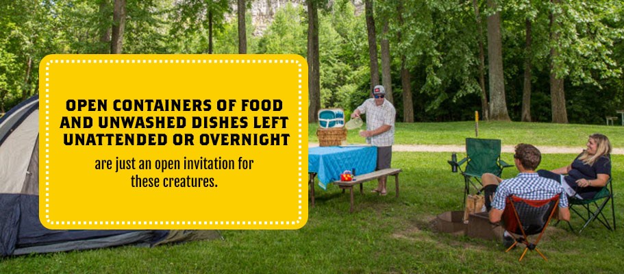 How to Keep Bugs Away While Camping | Keep Insects Out of Your Tent ...