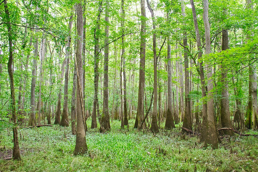 Cypress trees in the swamp of Congaree National Park.
