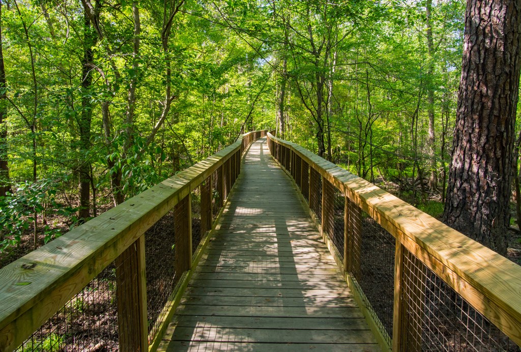 A wooden boardwalk winding through the forests of Conagree National Park.