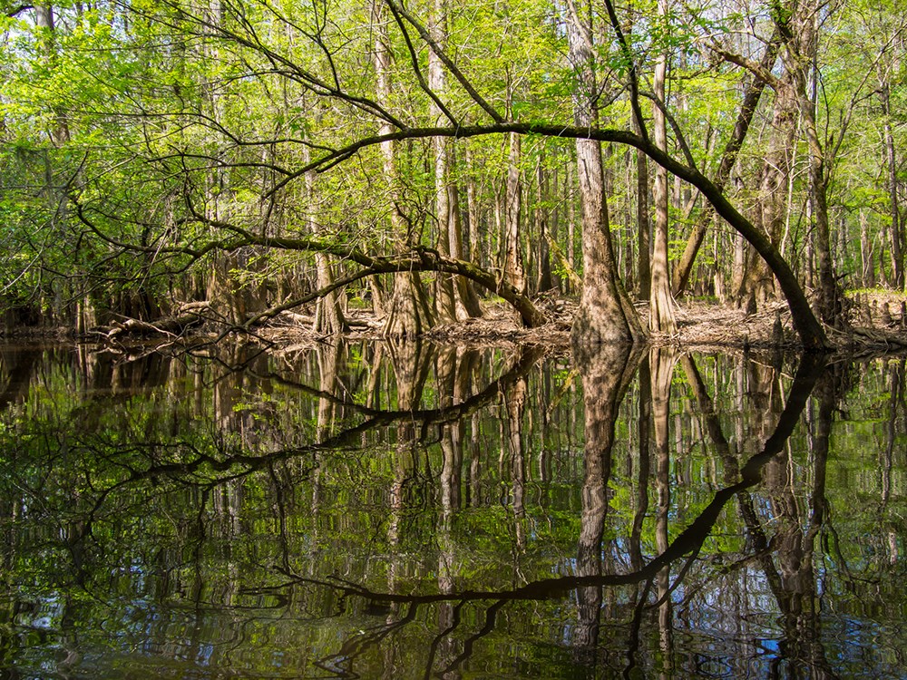 Cypress, loblolly pines, and other hardwoods growing along the banks of Cedar reek in Congaree National Park 