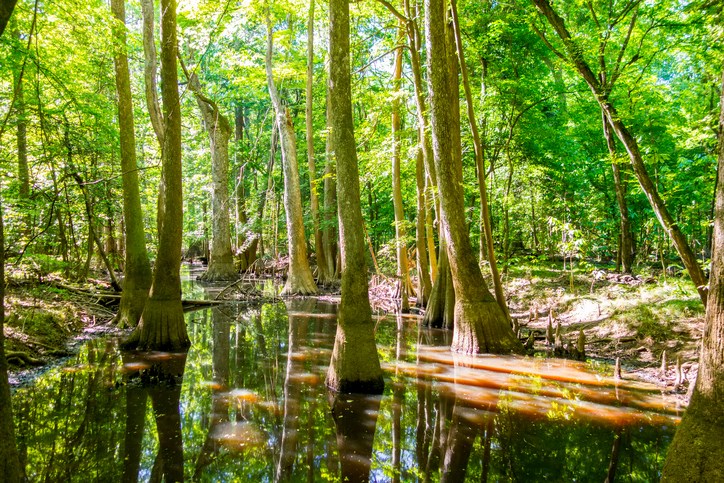 cypress forest and swamp of Congaree National Park