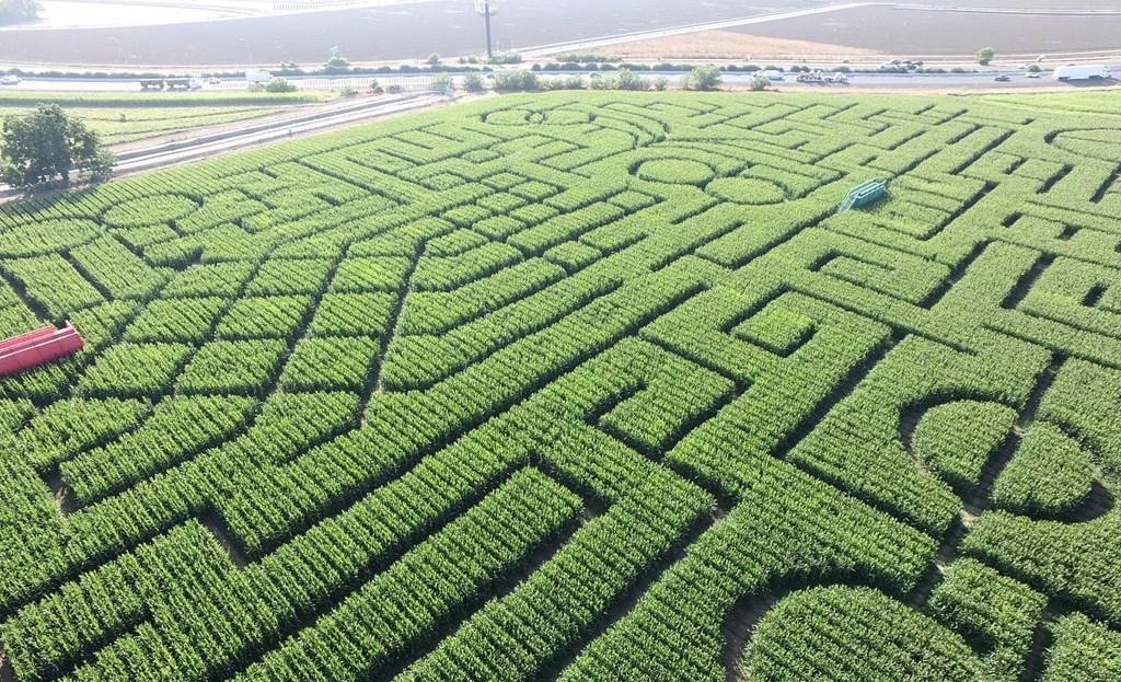 Aerial view of a corn maze.