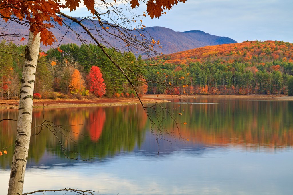 Soft morning light on a birch tree on the shore of Cooper Lake near Woodstock, NY.