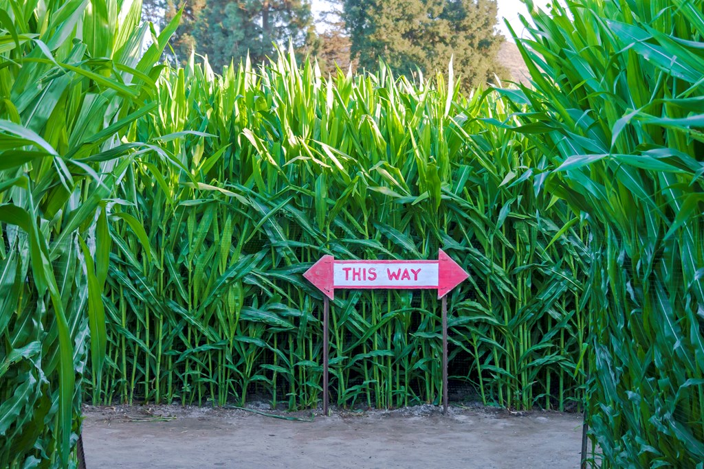 Corn maze with directional this way sign.