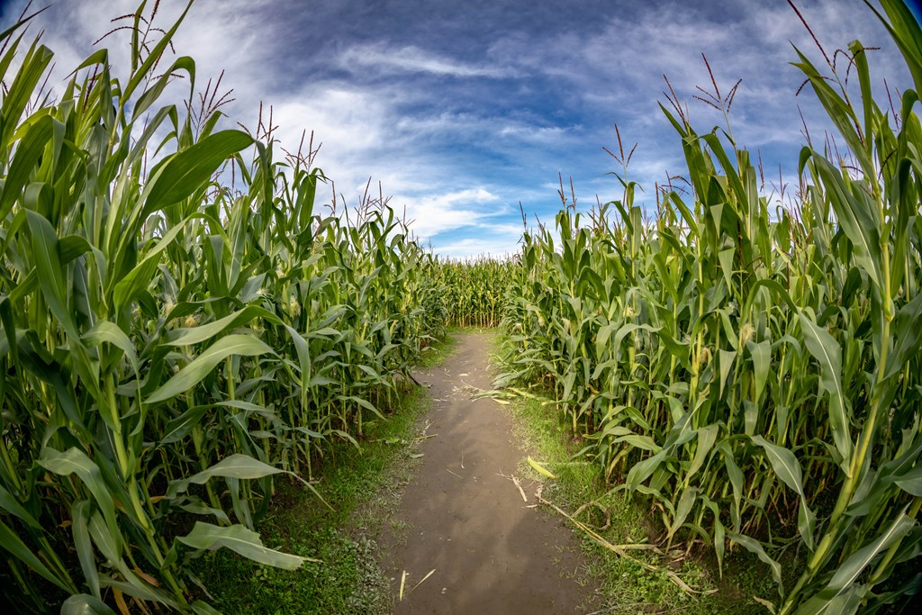 Corn field maze with fisheye lens.
