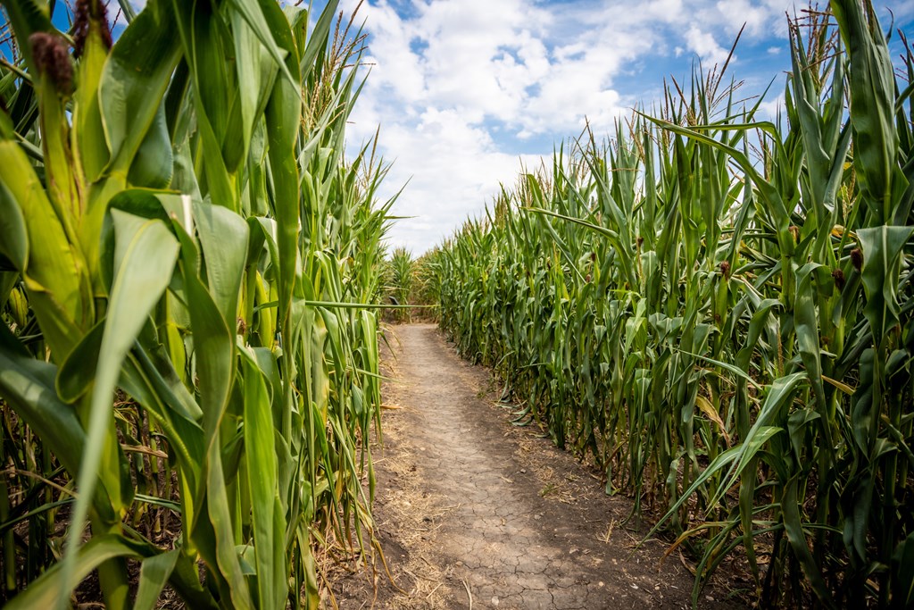 Path through rows of corn in a corn maze.