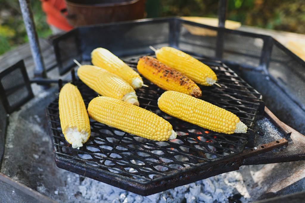 Corn grilling on a grate over the campfire coals.